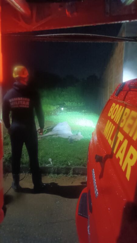 BOMBEIROS RESGATAM ANIMAL APÓS FORTE CHUVA NO NORTE DE MINAS