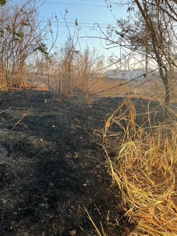 FOGO ATINGE VEGETAÇÃO NO NORTE DE MINAS